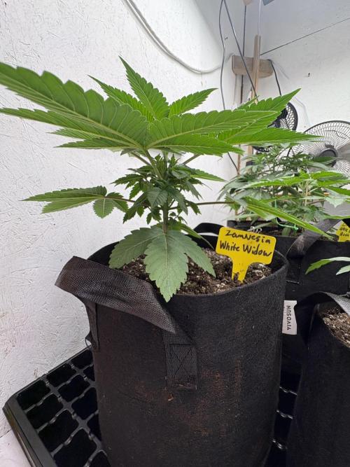 White Widow. Week 3
