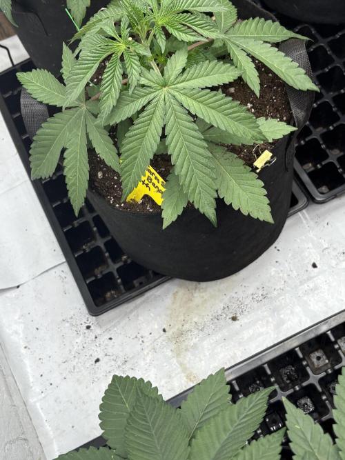 Bathing in Apple n Bananas. Week 3