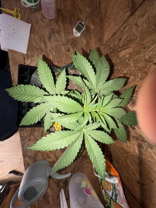 Bathing in Apple n Bananas. Week 3