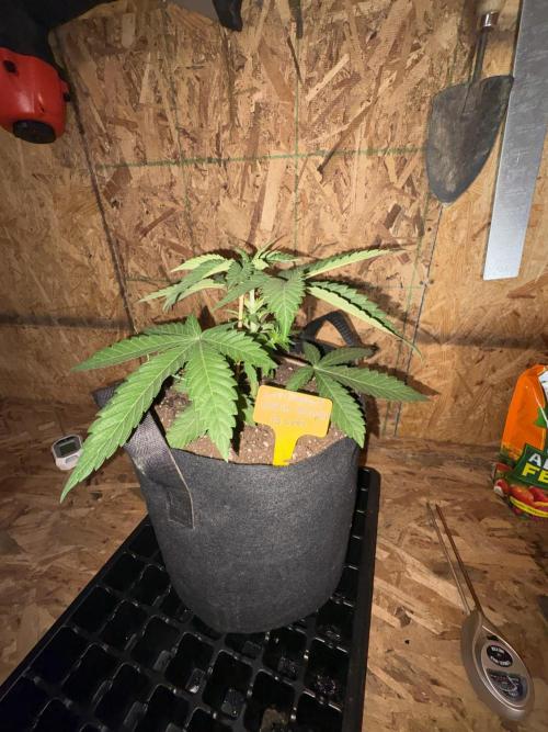 Bathing in Apple n Bananas. Week 3