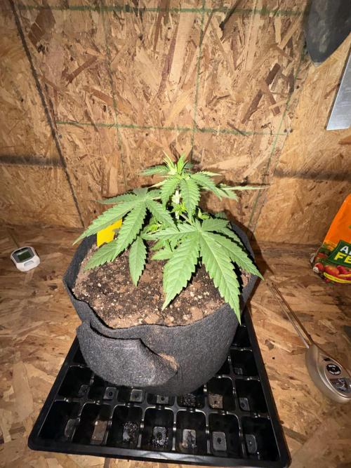 Bathing in Apple n Bananas. Week 3
