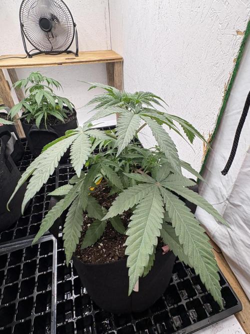 Bathing in Apple n Bananas. Week 4
