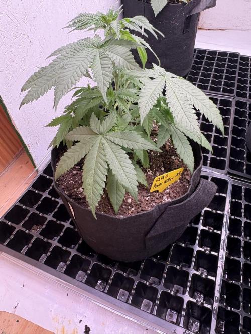 Pain killer let’s kill some pain main. Week 4