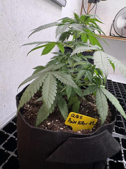 Pain killer let’s kill some pain main. Week 4