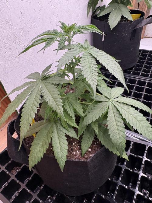 Pain killer let’s kill some pain main. Week 4
