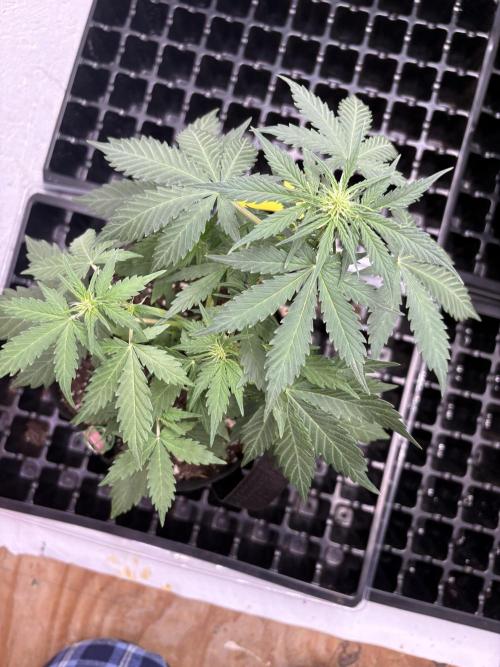 Royal dwarf. Week 4