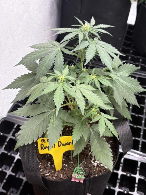 Royal dwarf. Week 4