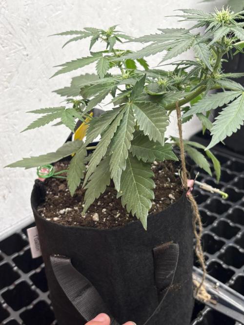 Royal dwarf. Week 4