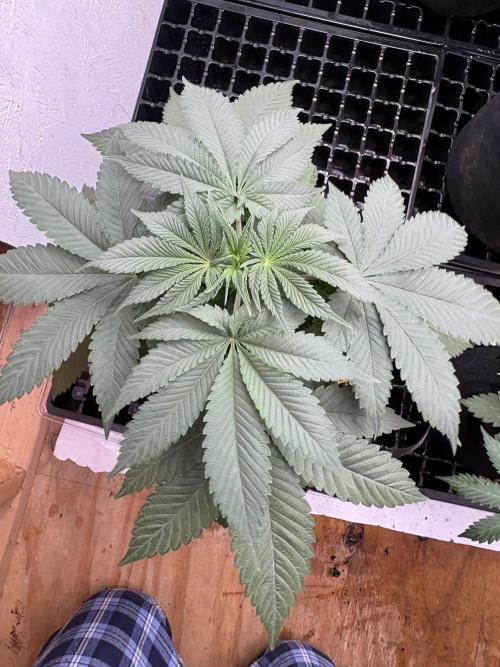 White widow. Week 4