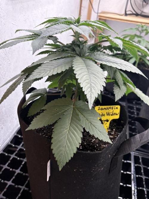 White widow. Week 4