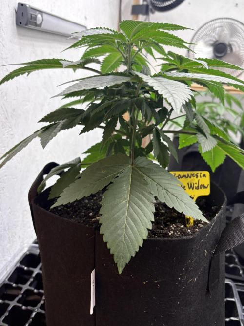 White widow. Week 4