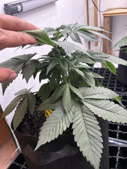 White widow. Week 4