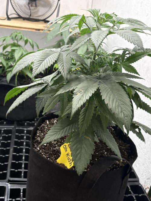 Oh kush - we’ll see. Week 5