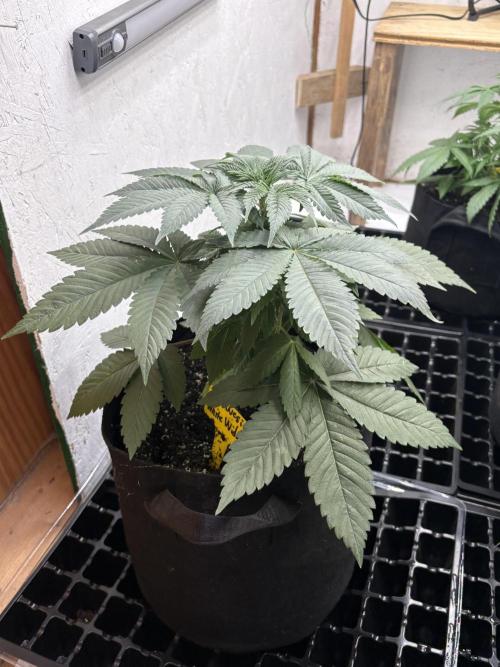 White widow. Week 4