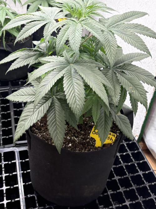 Oh kush - we’ll see. Week 5