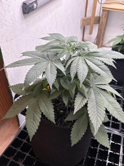 White widow. Week 4