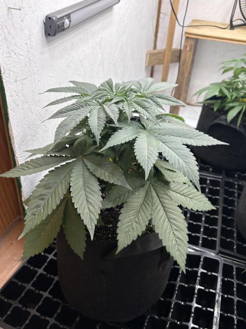 White widow. Week 4