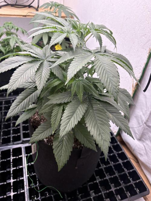Oh kush - we’ll see. Week 5