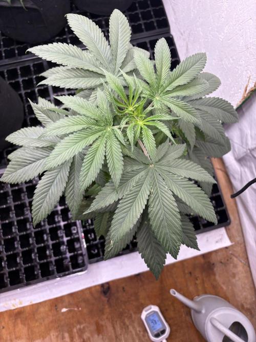 OG Kush. Week 5