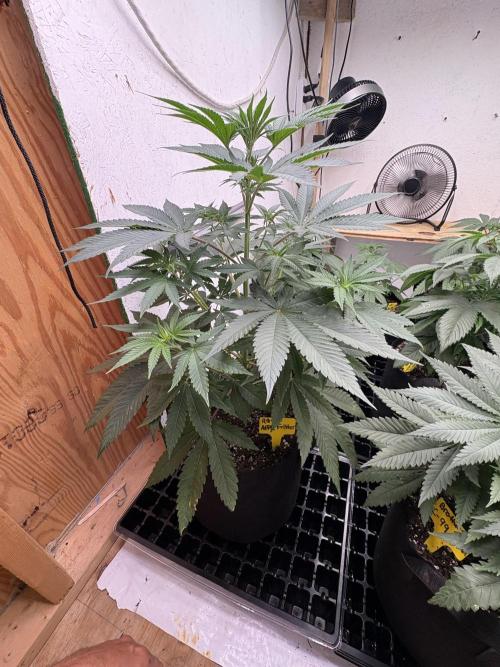 Apple yumyum. Week 5