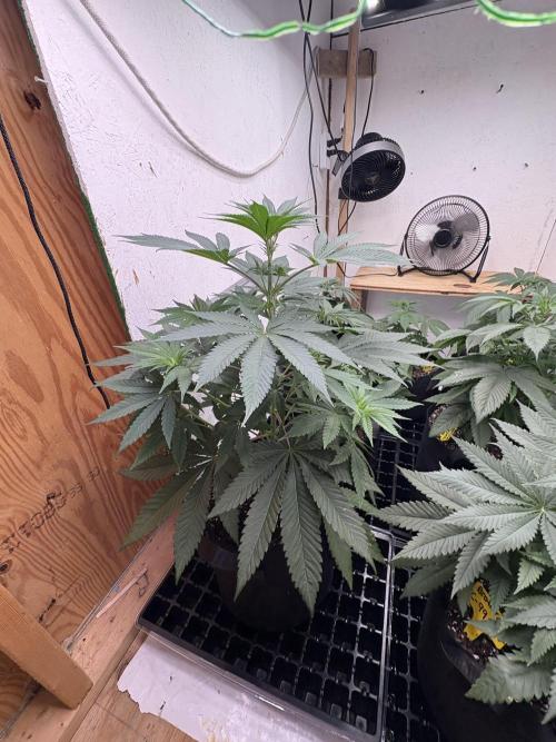 Apple yumyum. Week 5