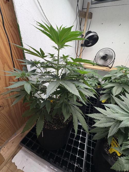 Apple yumyum. Week 5
