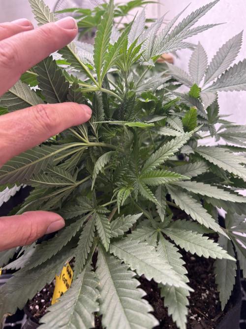Cinderella 99. Week 5