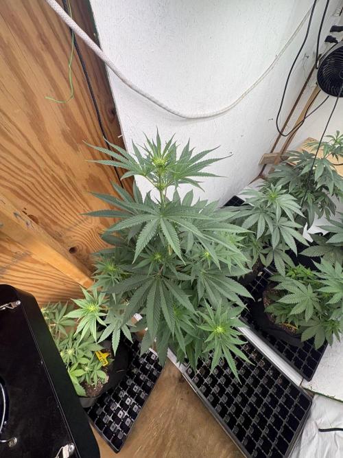 Apple yumyum. Week 7