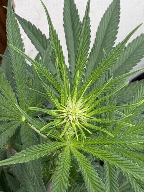 Apple yumyum. Week 7
