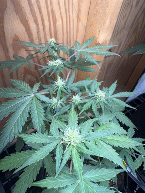 Apple yumyum. Week 7