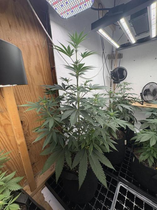 Apple yumyum. Week 7