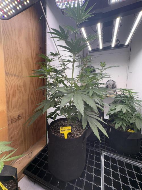 Apple yumyum. Week 7
