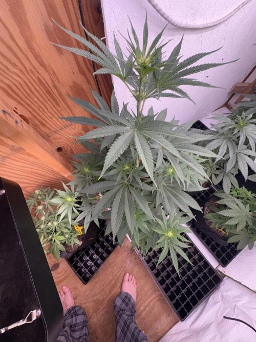 Apple yumyum. Week 7