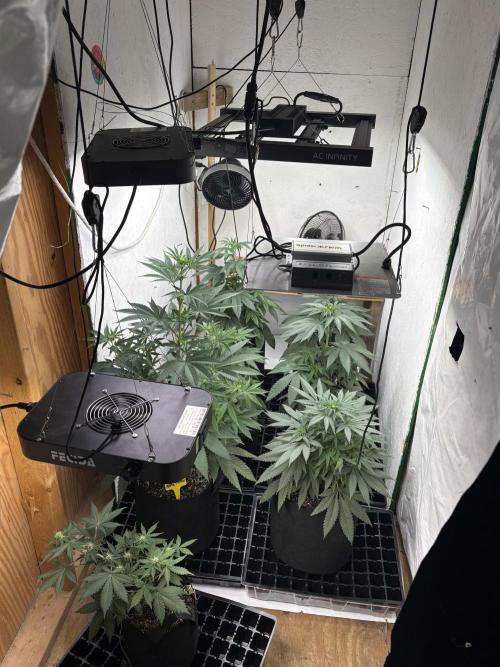 Apple yumyum. Week 7