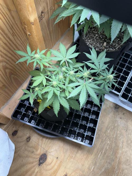 Royal dwarf. Week 5