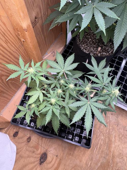 Royal dwarf. Week 5