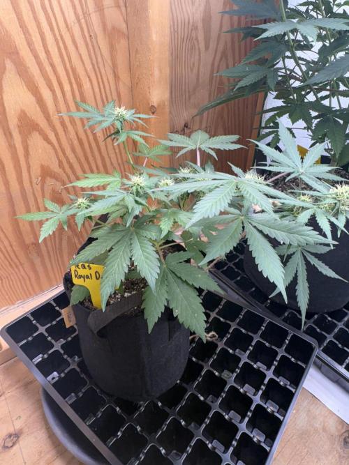 Royal dwarf. Week 5