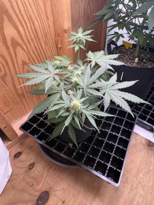 Royal dwarf. Week 5