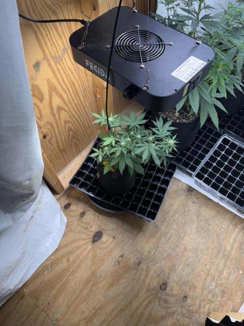 Royal Dwarf. Week 5