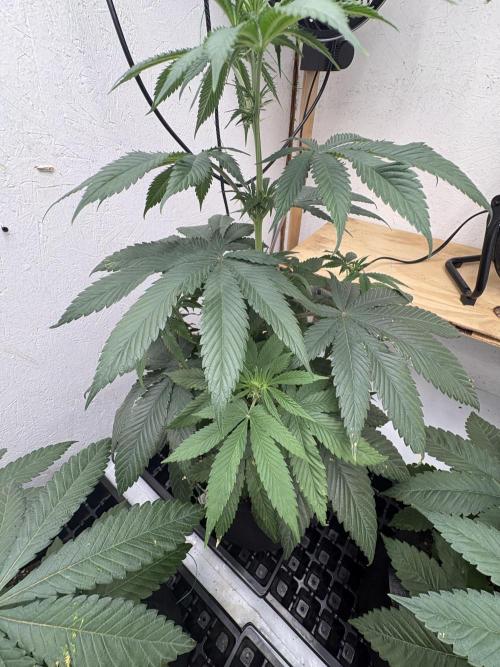 Oh kush - we’ll see. Week 6