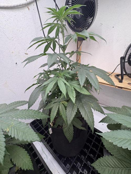 Oh kush - we’ll see. Week 6