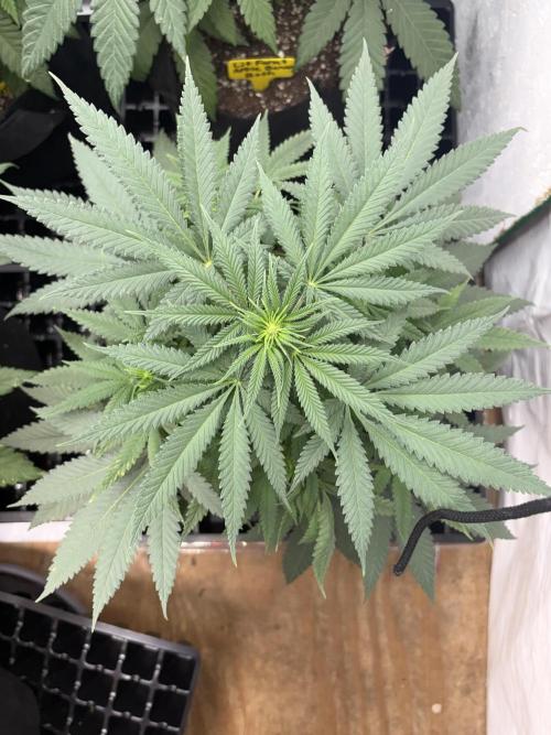 Cindy-99. Week 6