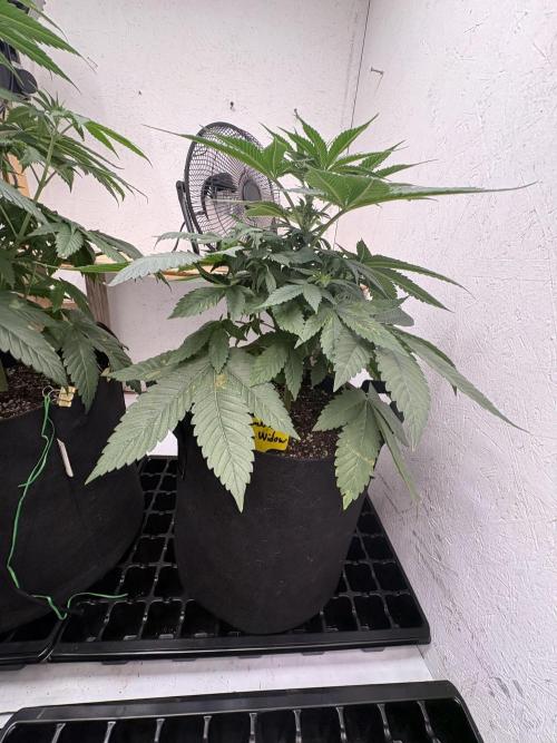 White widow. Week 5