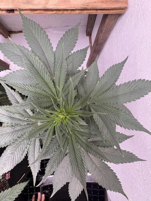 White widow. Week 5