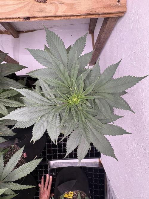 White widow. Week 5