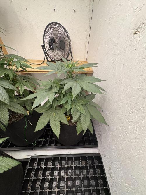 White widow. Week 5