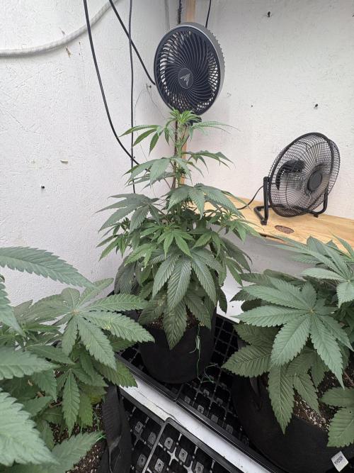 Oh kush - we’ll see. Week 6