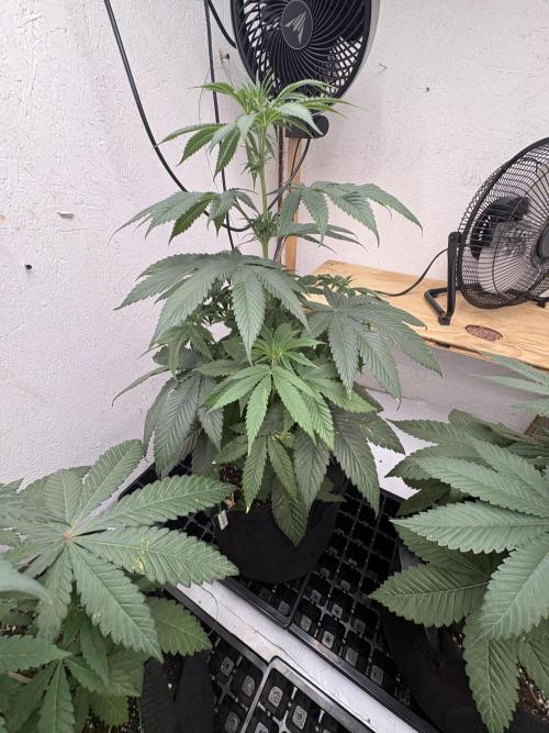 Oh kush - we’ll see. Week 6