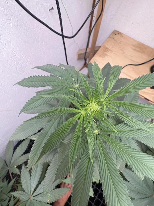 Oh kush - we’ll see. Week 6