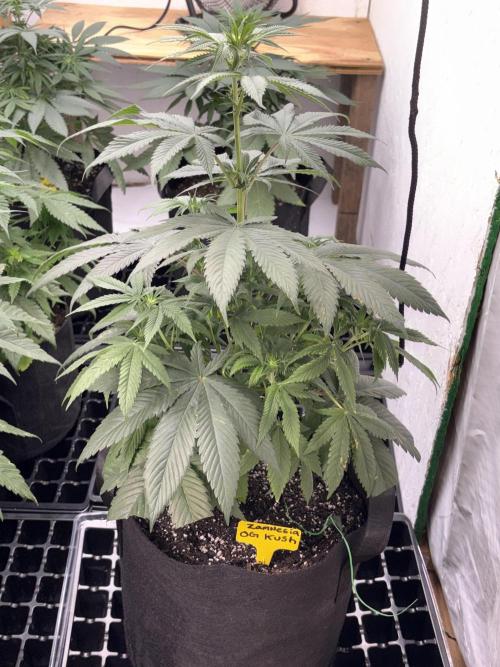 Oh kush - we’ll see. Week 6